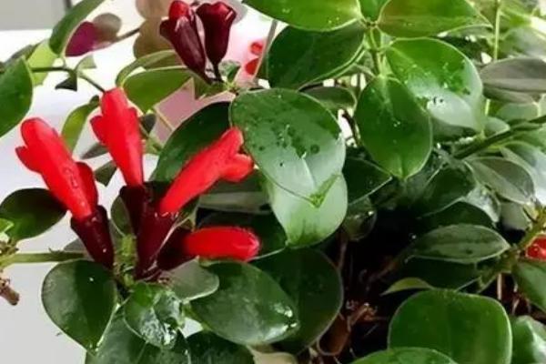 口红吊兰叶子有斑块的原因及解决办法，可能是水肥不当、环境不适导致的