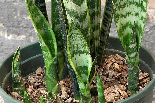 虎皮兰一盆适合种几棵,主要取决于自身品种