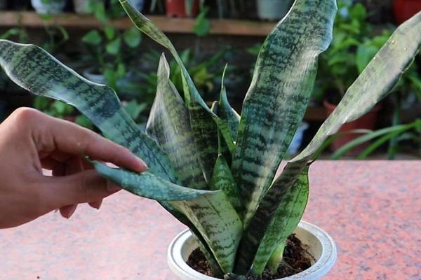 虎皮兰一盆适合种几棵,主要取决于自身品种