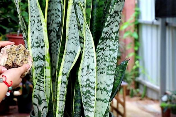 虎皮兰一盆适合种几棵,主要取决于自身品种