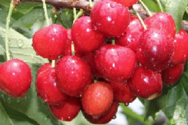 鲁玉樱桃新品种介绍,果实的发育期在60天左右