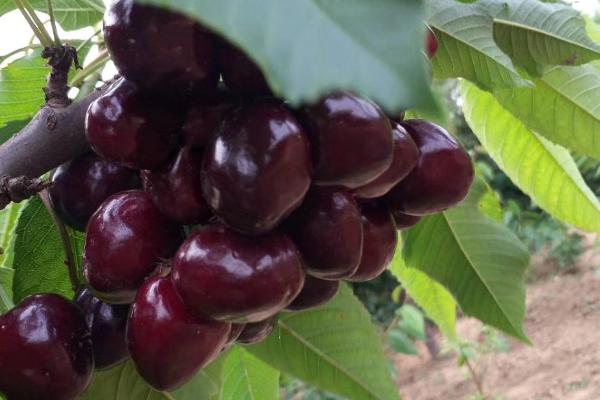 鲁玉樱桃新品种介绍,果实的发育期在60天左右