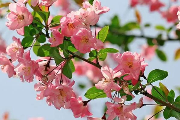 海棠花突然蔫了的原因,浇水过多或光照不足均会导致