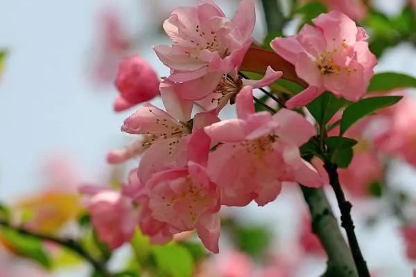 海棠花突然蔫了的原因,浇水过多或光照不足均会导致