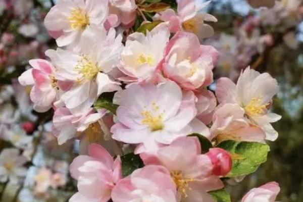 海棠花突然蔫了的原因,浇水过多或光照不足均会导致