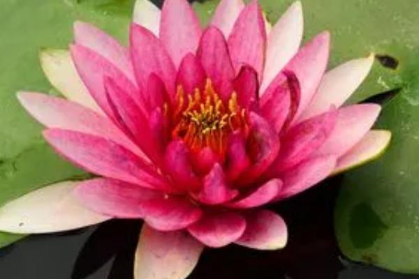 睡莲可以放卧室吗，无毒适合放在卧室养殖