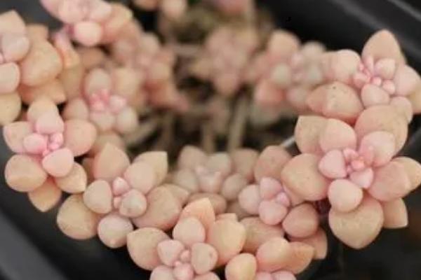 姬秋丽如何摘顶芽，可以直接徒手摘取顶芽