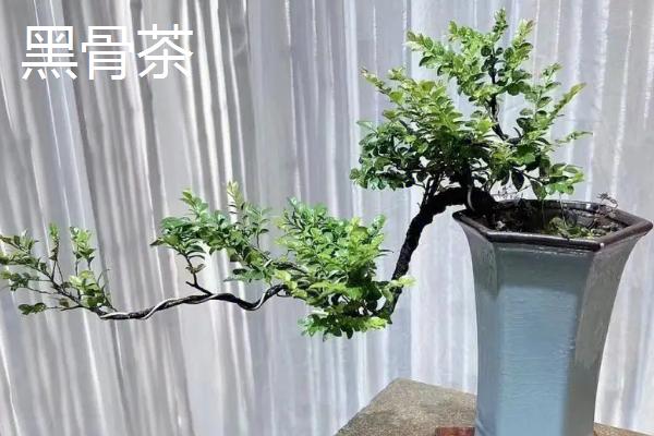 黑骨茶与小叶紫檀的区别,枝干、叶片和纹理均不同