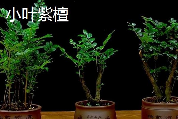 黑骨茶与小叶紫檀的区别,枝干、叶片和纹理均不同