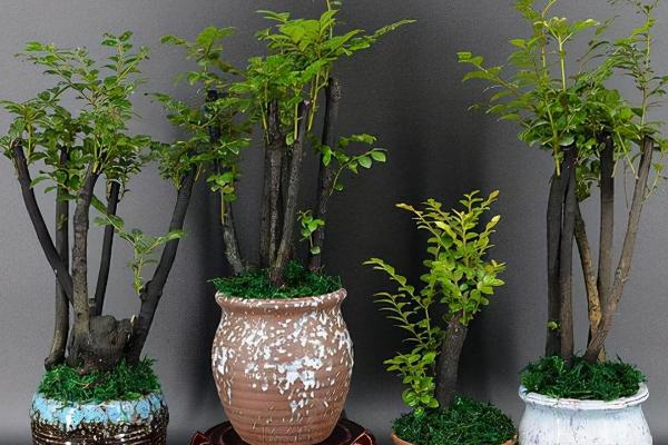 黑骨茶与小叶紫檀的区别,枝干、叶片和纹理均不同