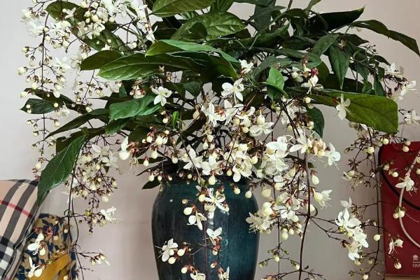 垂丝茉莉的寓意,寓意永不相负