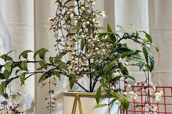 垂丝茉莉的寓意,寓意永不相负