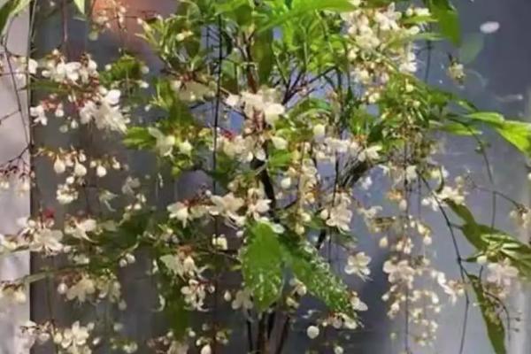 垂丝茉莉的寓意,寓意永不相负