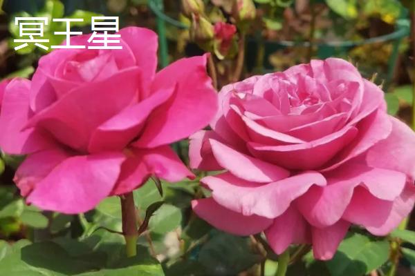 极品月季推荐,这几种值得种