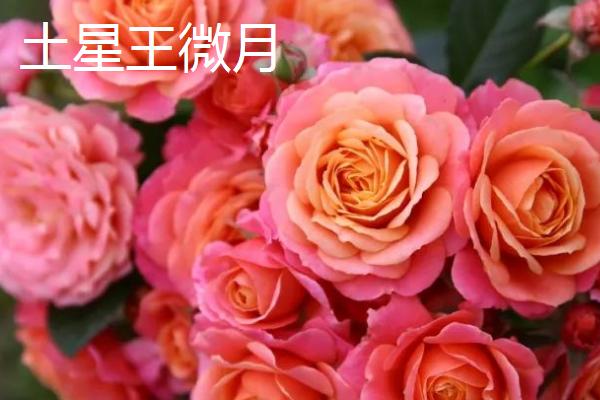 极品月季推荐,这几种值得种