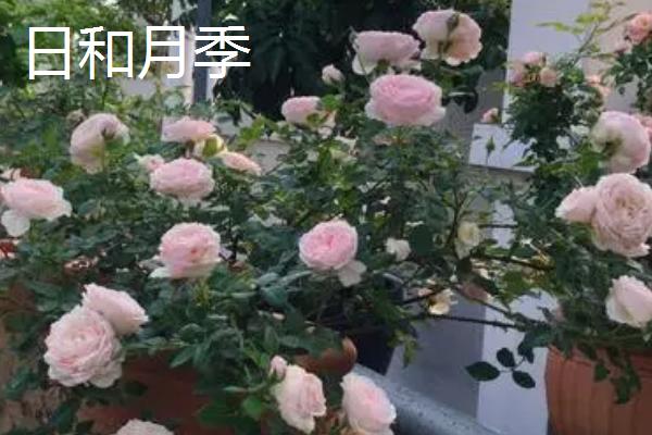 极品月季推荐,这几种值得种