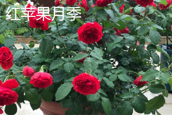 极品月季推荐,这几种值得种