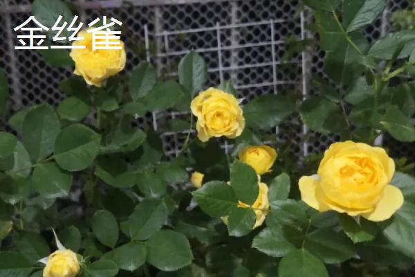 极品月季推荐,这几种值得种