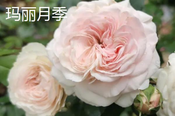 极品月季推荐,这几种值得种