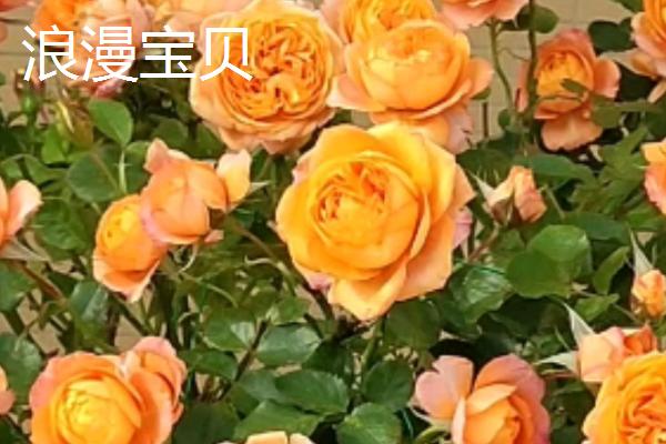 极品月季推荐,这几种值得种