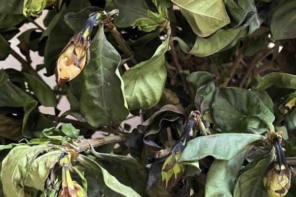 紫罗兰叶子焉了的原因,可能是温度、光照不适导致的