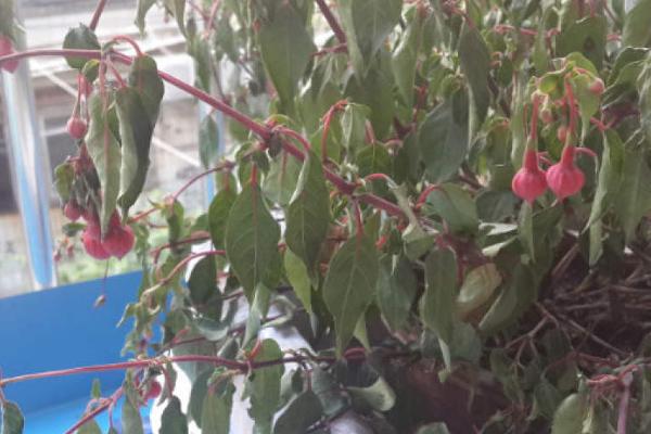 紫罗兰叶子焉了的原因,可能是温度、光照不适导致的