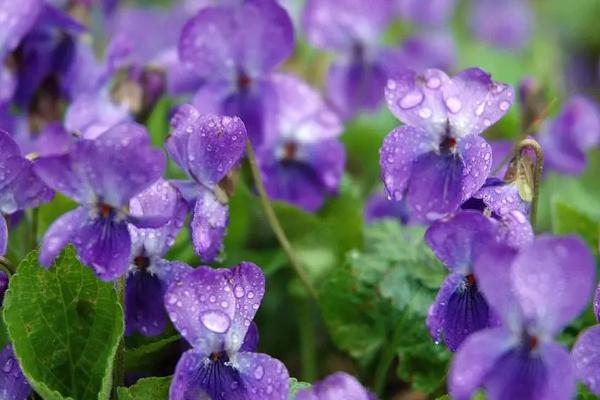 紫罗兰叶子焉了的原因,可能是温度、光照不适导致的