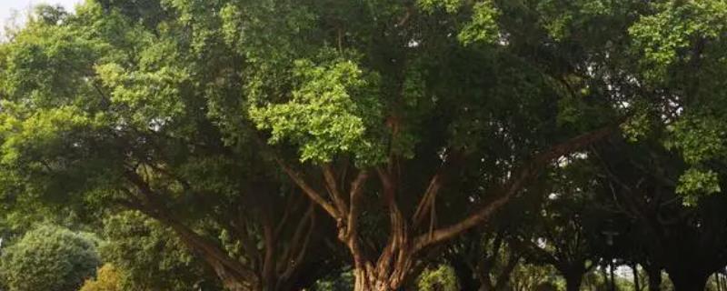榕树盆景四季养护有什么技巧，春季一般建议进行松土、换盆工作等