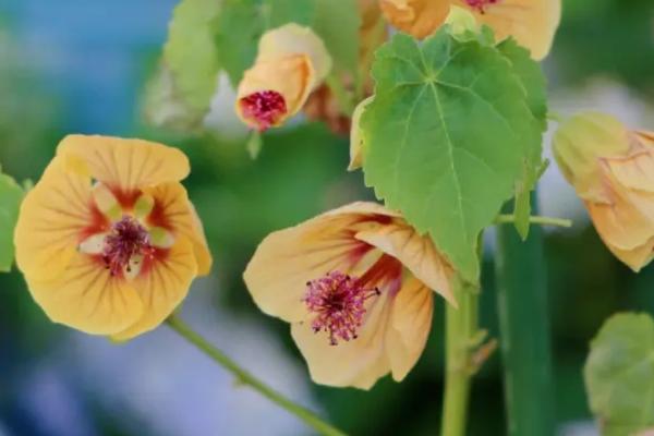 悬铃花是多年生吗,是多年生的常绿小灌木