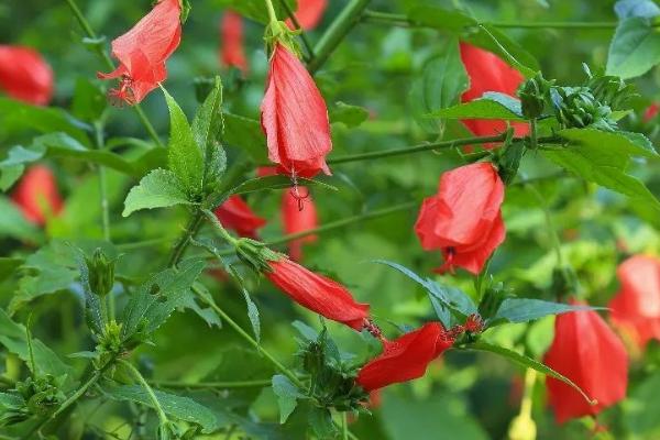 悬铃花是多年生吗,是多年生的常绿小灌木