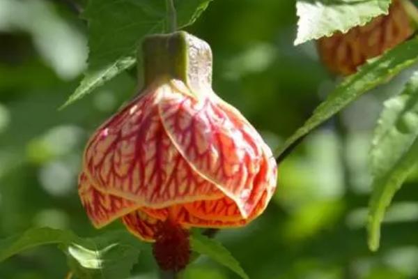 悬铃花是多年生吗,是多年生的常绿小灌木