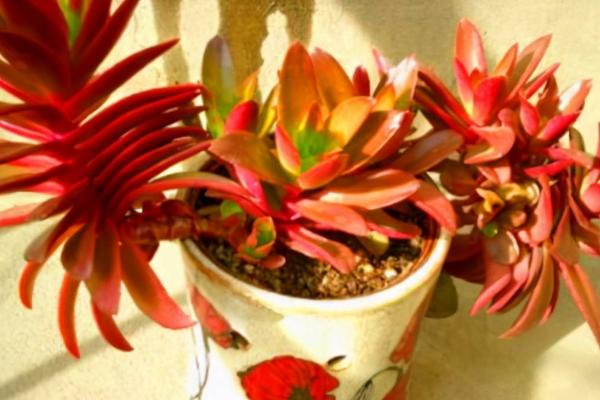 火祭长得太高怎么修剪,可进行砍头处理