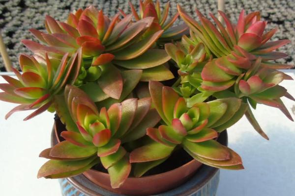 火祭长得太高怎么修剪,可进行砍头处理