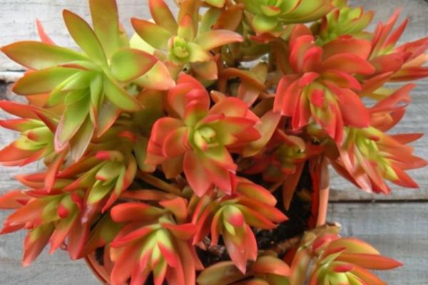 火祭长得太高怎么修剪,可进行砍头处理