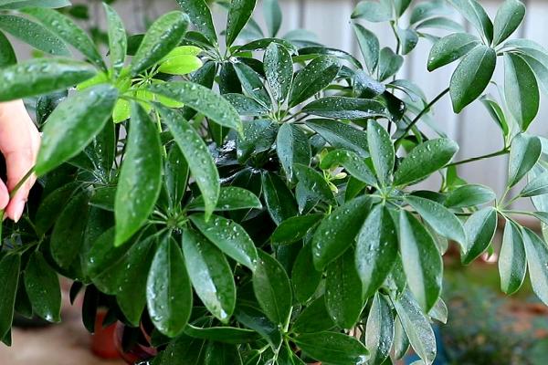 鸭掌木是什么，是一种常绿灌木