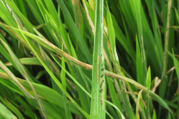水稻心叶卷成筒状的原因,可能是萘乙酸危害、除草剂影响等