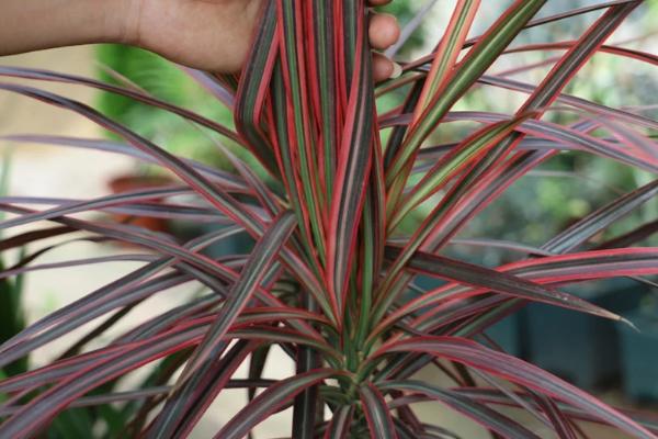 三色千年木的养殖方法,将其放在阳光充沛的地方养殖