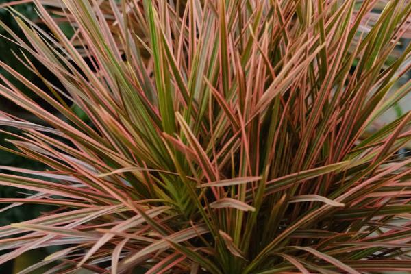 三色千年木的养殖方法,将其放在阳光充沛的地方养殖