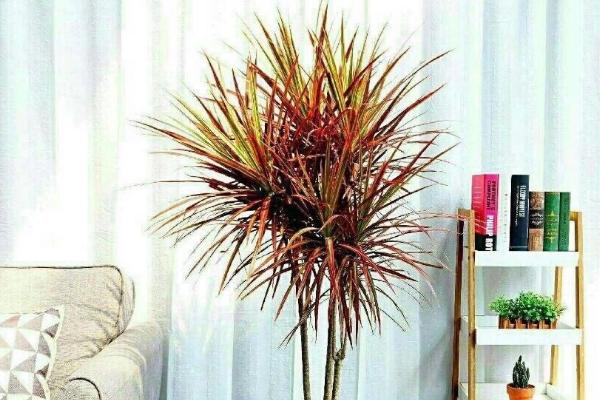 三色千年木的养殖方法,将其放在阳光充沛的地方养殖