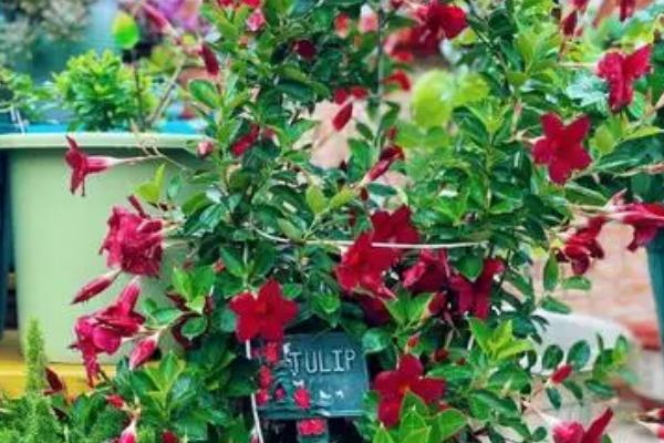 飘香藤怎样剪枝,春季之后剪除全部的病枝、枯枝和老枝