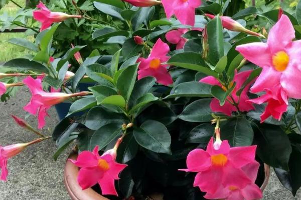 飘香藤怎样剪枝,春季之后剪除全部的病枝、枯枝和老枝