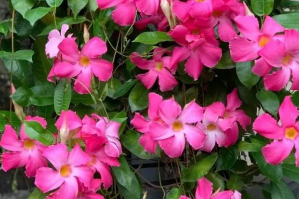 飘香藤怎样剪枝,春季之后剪除全部的病枝、枯枝和老枝