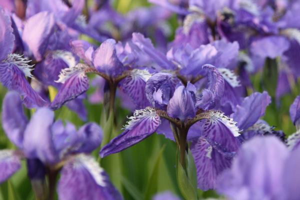 紫色鸢尾花的花语，寓意吉祥如意