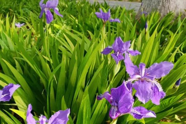 紫色鸢尾花的花语，寓意吉祥如意