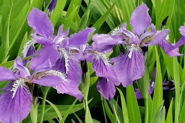 紫色鸢尾花的花语，寓意吉祥如意