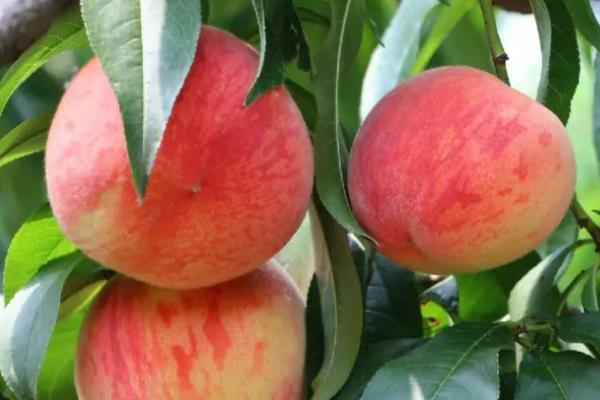 在秋天成熟的水果有哪些，橘子、桃子、柚子和梨子都在秋天成熟