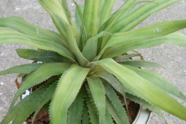 凤梨的叶片有没有锯齿,部分品种的叶片边缘长有锯齿