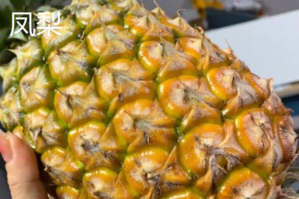 凤梨的叶片有没有锯齿,部分品种的叶片边缘长有锯齿