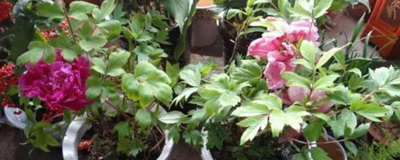 牡丹花种子什么时候种,7-8月份种植更容易成活