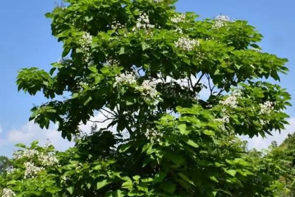 梓树是什么树,是紫葳科乔木